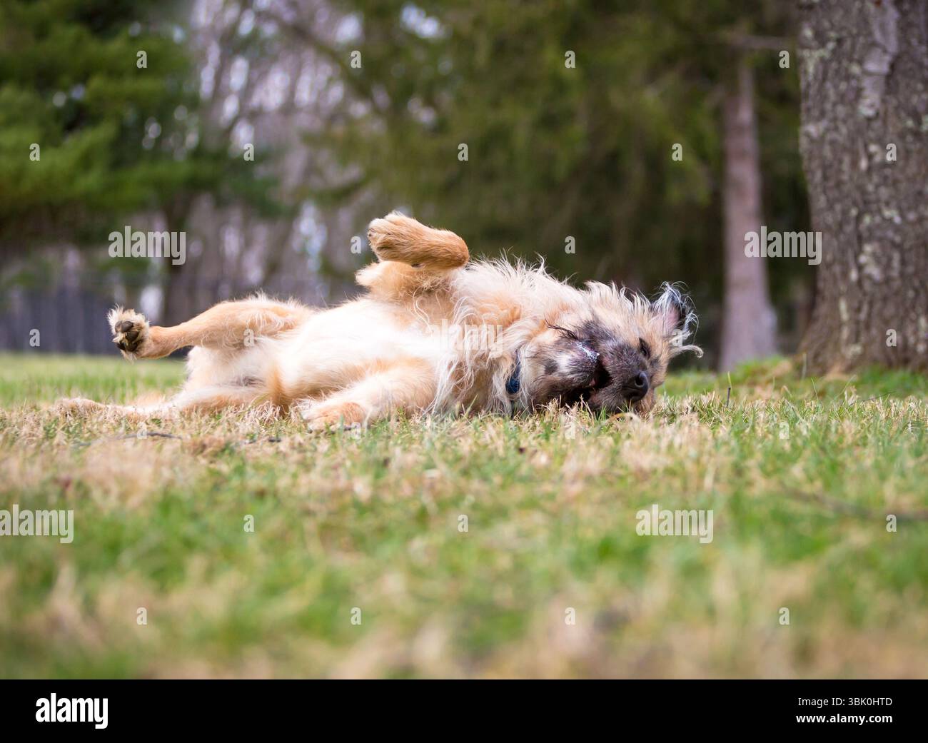 Un giocoso cane Otterhound che rotola nell'erba Foto Stock