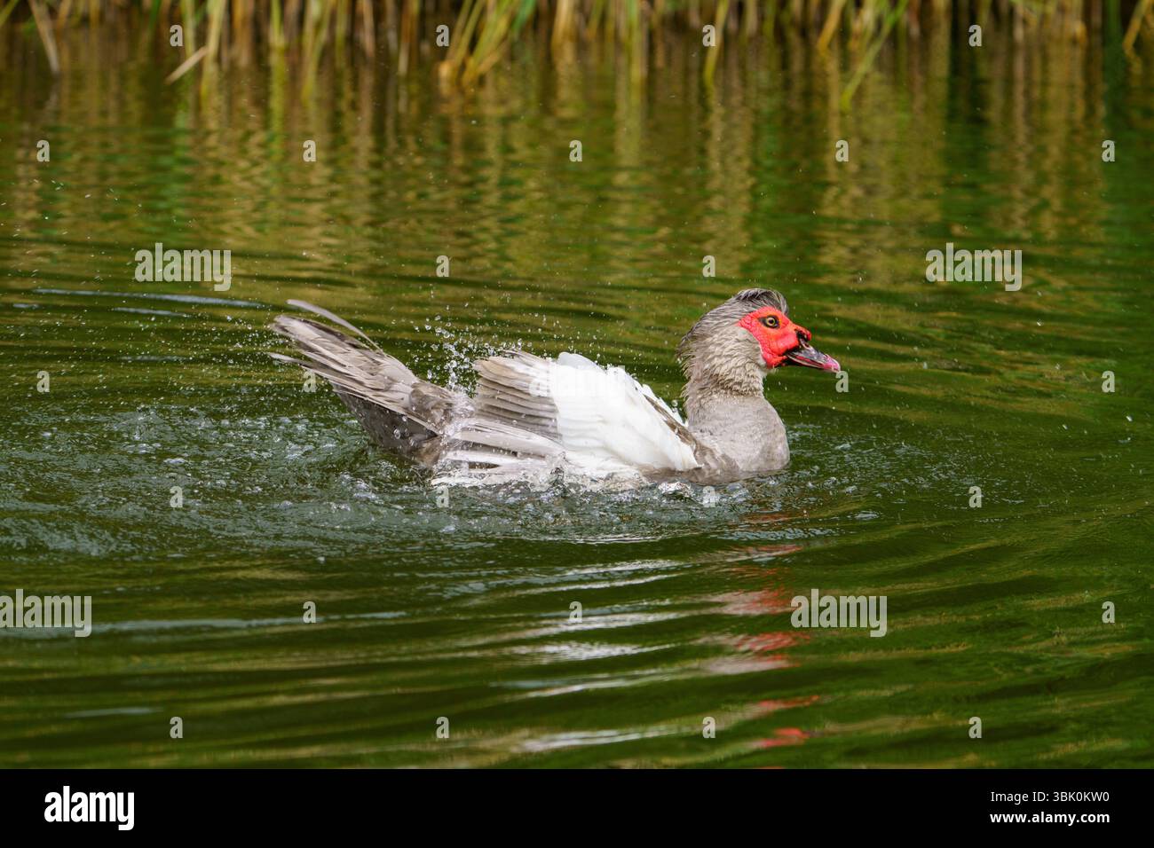Muskusinė antis anatra moscovita fotografia, foto, carta da parati Foto Stock