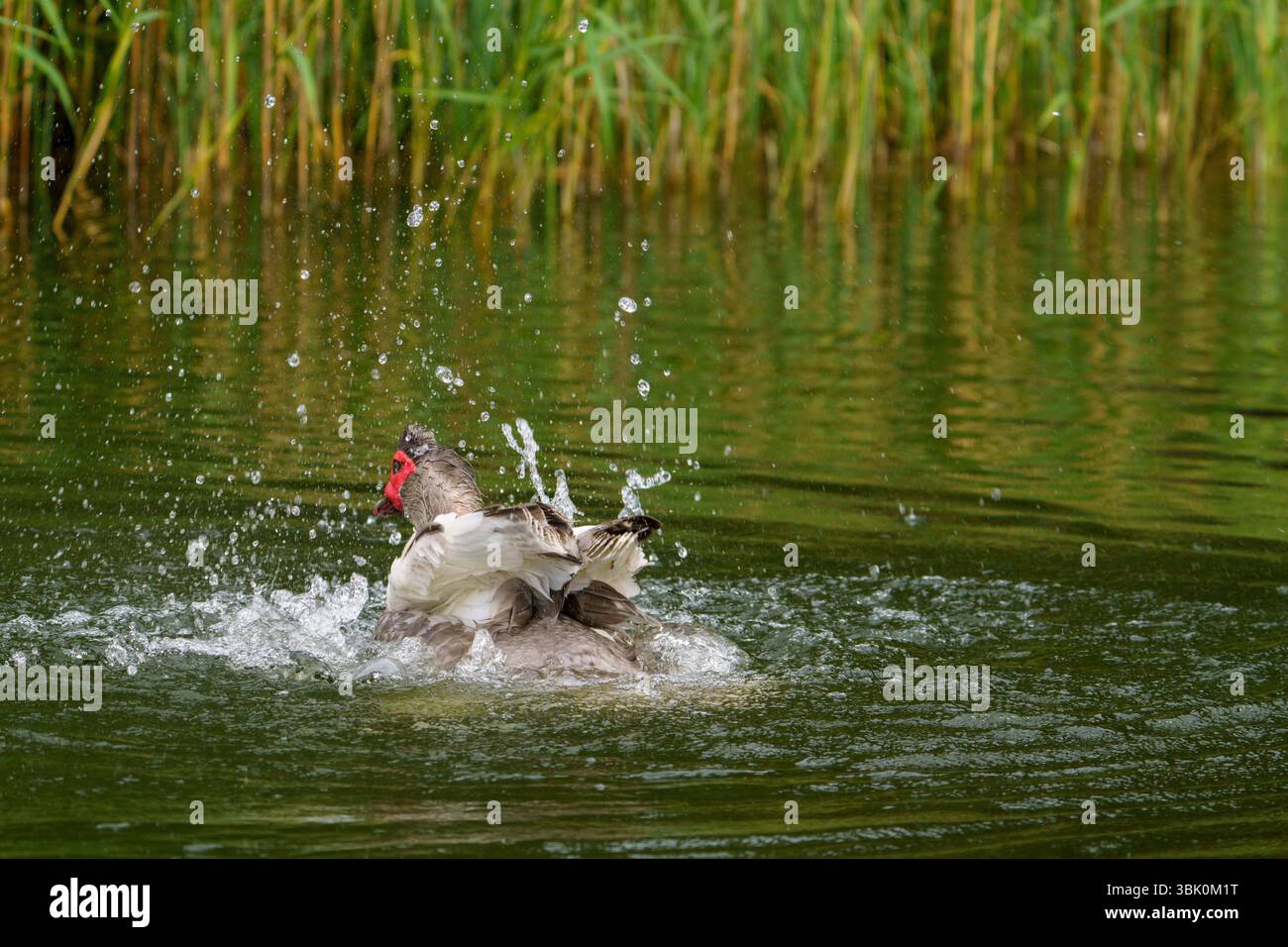 Muskusinė antis anatra moscovita fotografia, foto, carta da parati Foto Stock
