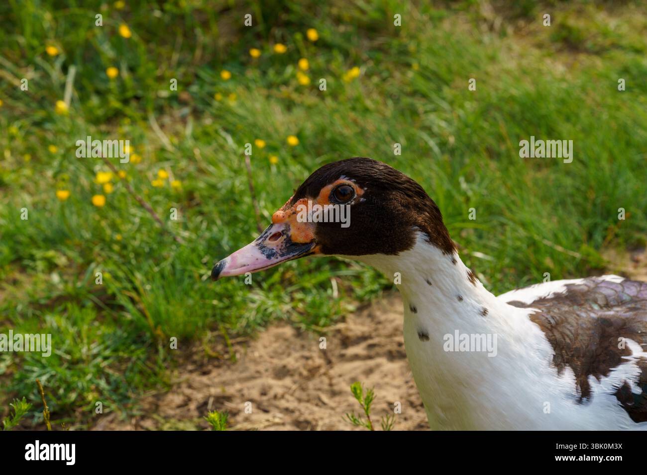 Muskusinė antis anatra moscovita fotografia, foto, carta da parati Foto Stock