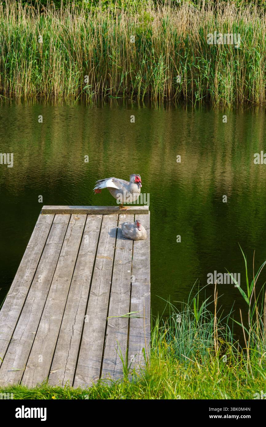 Muskusinė antis anatra moscovita fotografia, foto, carta da parati Foto Stock