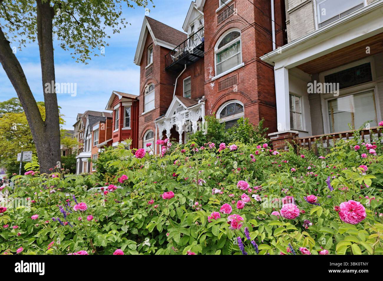 Giardino con rose cimellate sulla strada con vecchie case vittoriane con frontoni Foto Stock