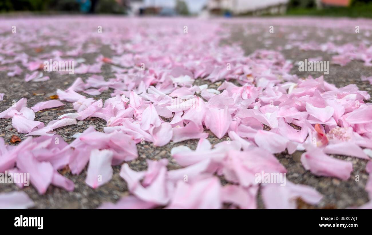 Un morbido tappeto di petali rosa copre una strada pavimentata, resti di fiori caduti dopo una fioritura primaverile. Foto Stock