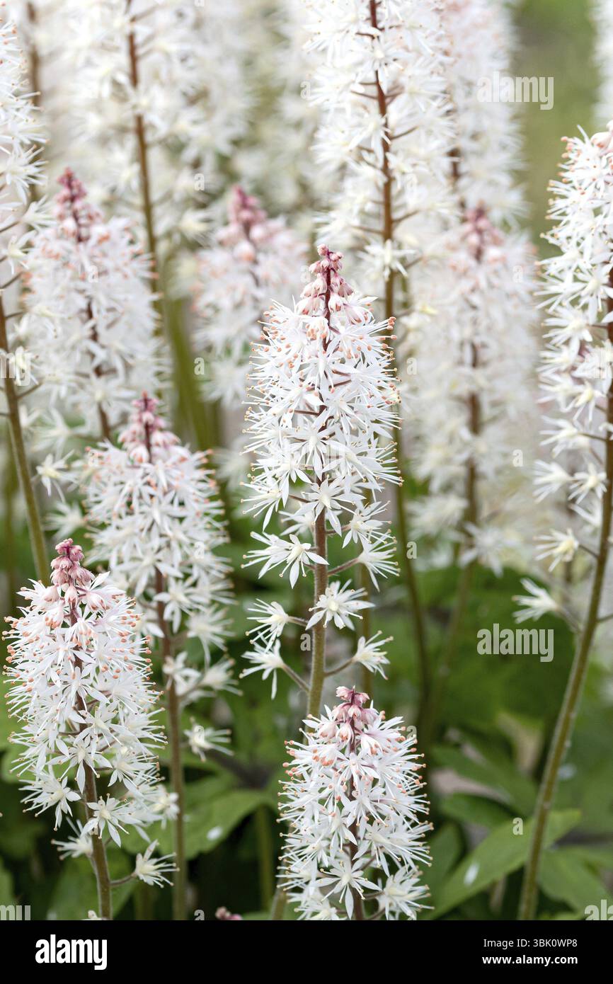 Fiore di schiuma (Tiarella 'Spring Symphony'), Droessler, Germania, Europa Foto Stock