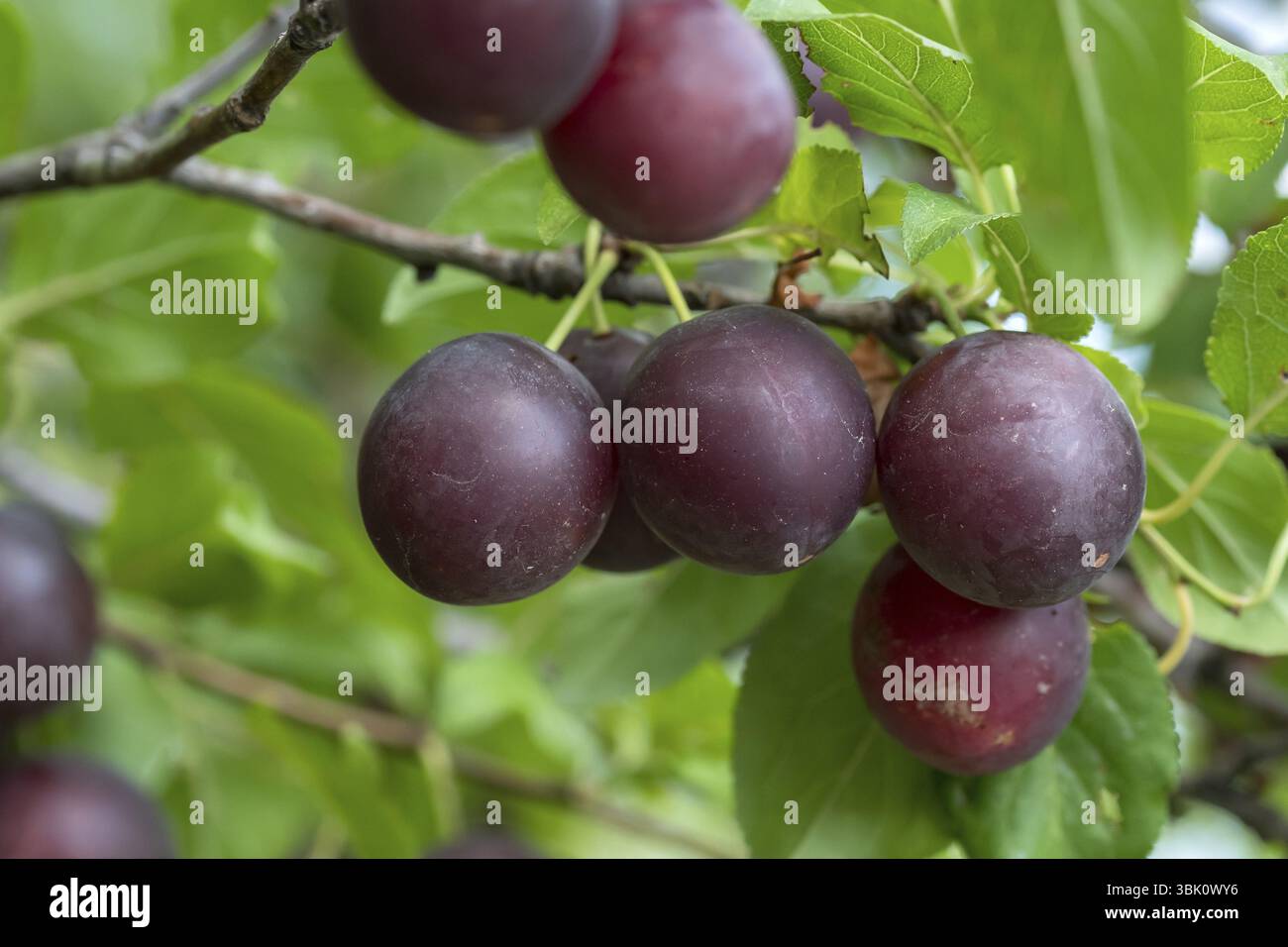 Prugna ciliegia (Prunus cerasifera), Germania, Europa Foto Stock