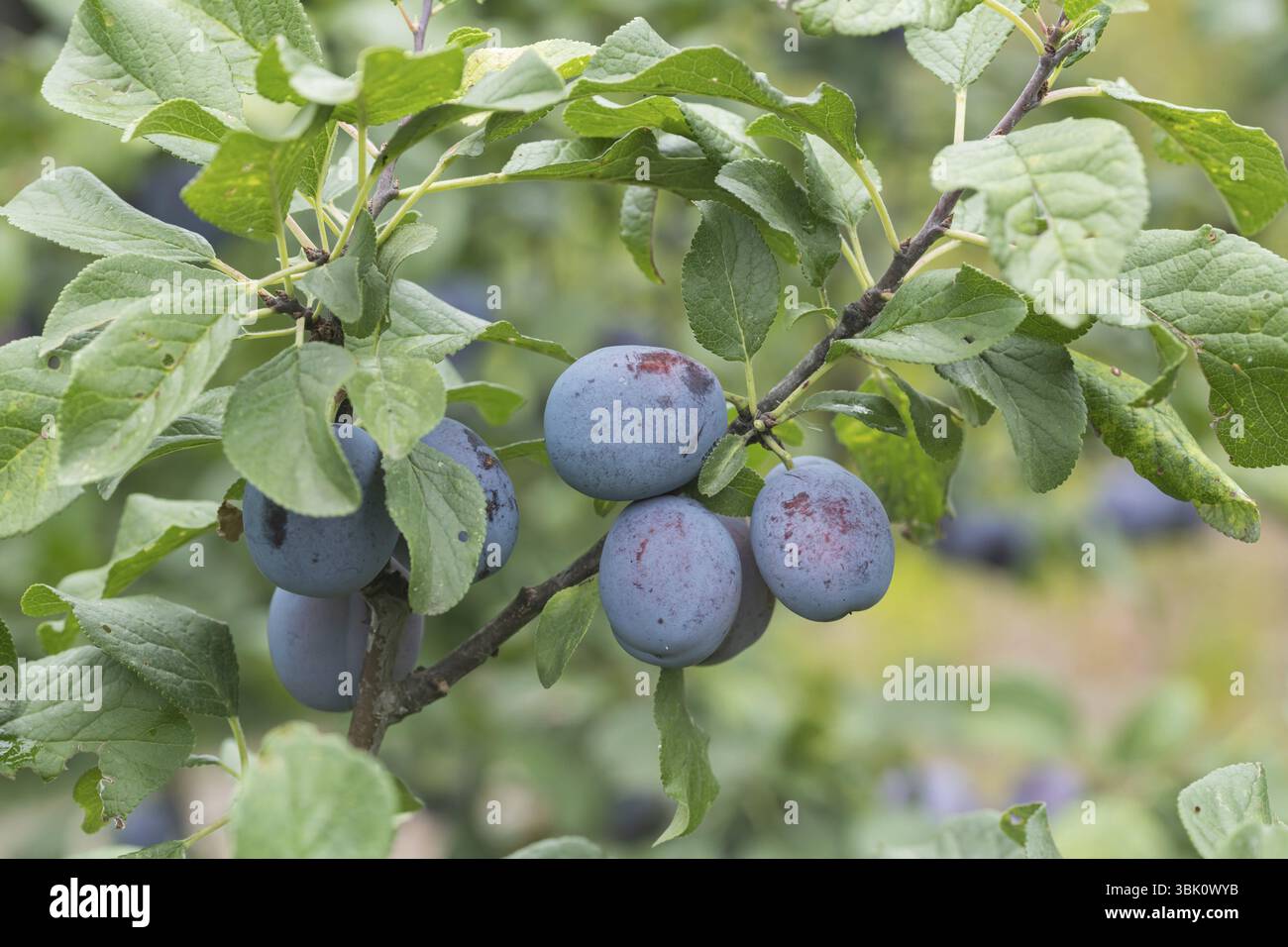 Prugne (Prunus domestica CACAKS Schoene), giardino di allotment, Germania, Europa Foto Stock