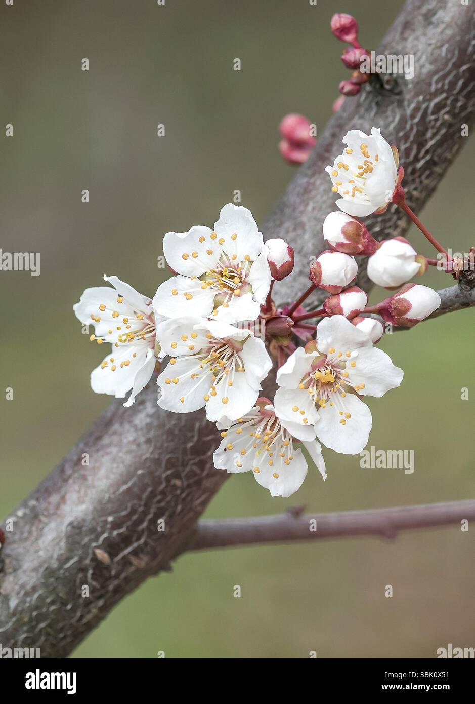 Prugna (Prunus 'Trailblazer'), Ufficio statale sassone per l'ambiente, Germania, Europa Foto Stock