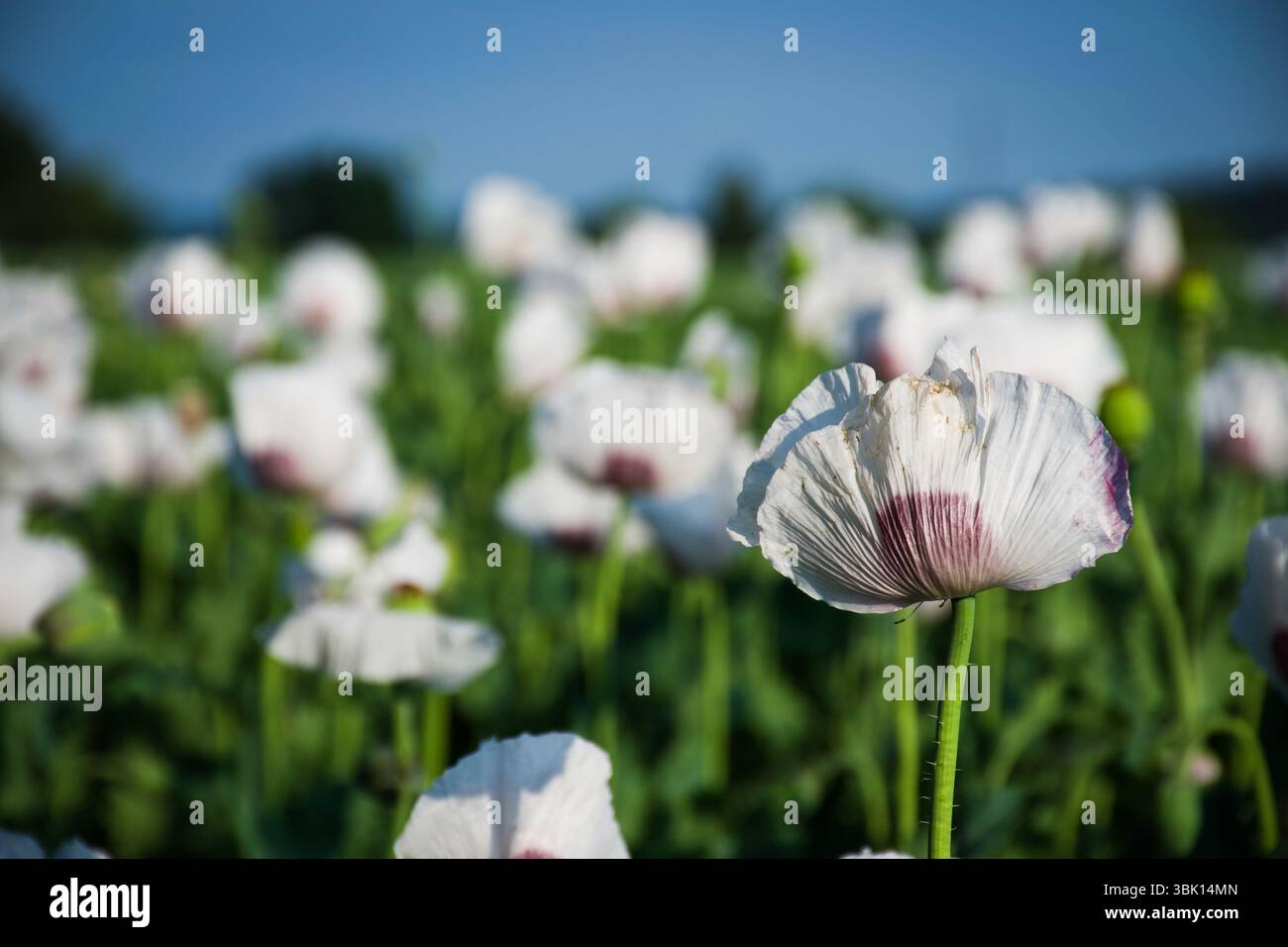 Un primo piano da sogno di un fiore di papavero bianco con un centro viola, alto in un campo verde vivace sotto un cielo estivo blu profondo. Foto Stock
