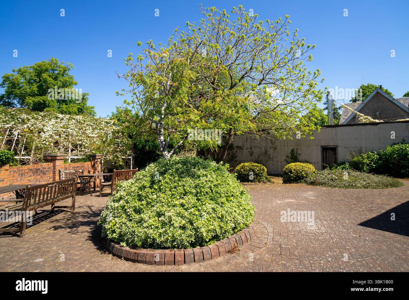 Rowan è circondato dal fuso di Fortune nel Finlaystone Country Park Estate. Scozia. REGNO UNITO. Foto Stock