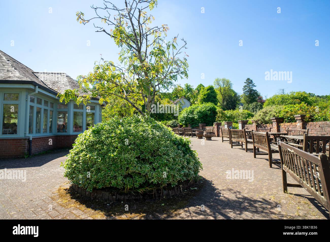 Rowan è circondato dal fuso di Fortune nel Finlaystone Country Park Estate. Scozia. REGNO UNITO. Foto Stock
