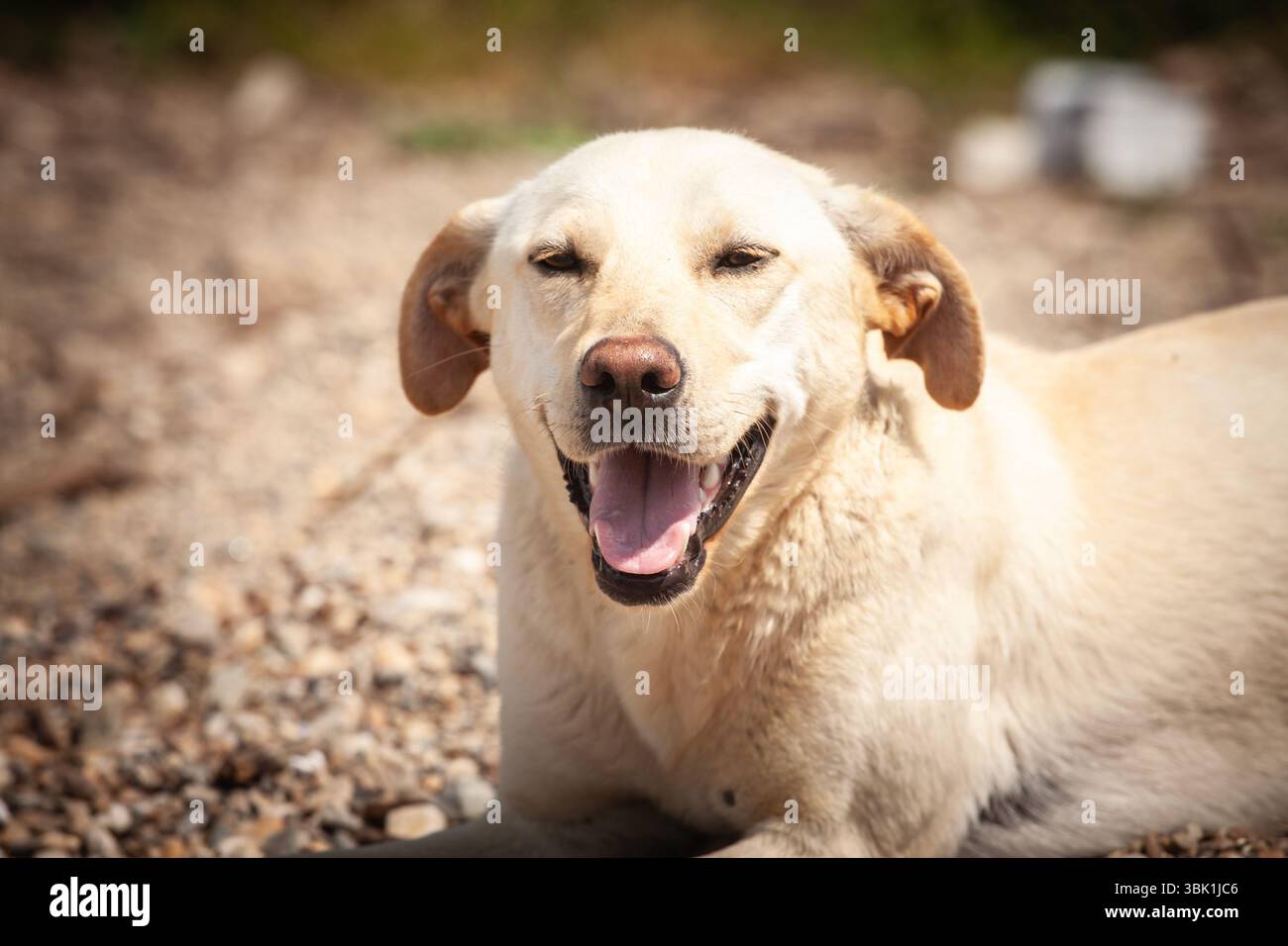 Ritratto chiuso di un cane randagio felice sorridente che riposa sui ciottoli in Serbia, bocca aperta e occhi mezzo chiusi in un sorriso contento che trasmette le amicizie Foto Stock