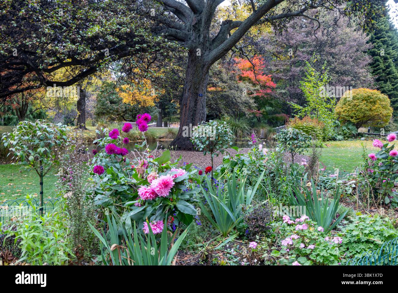 Queenstown, Otago, nuova Zelanda, fiori rosa autunnali nei giardini botanici e nel parco di Queenstown Foto Stock