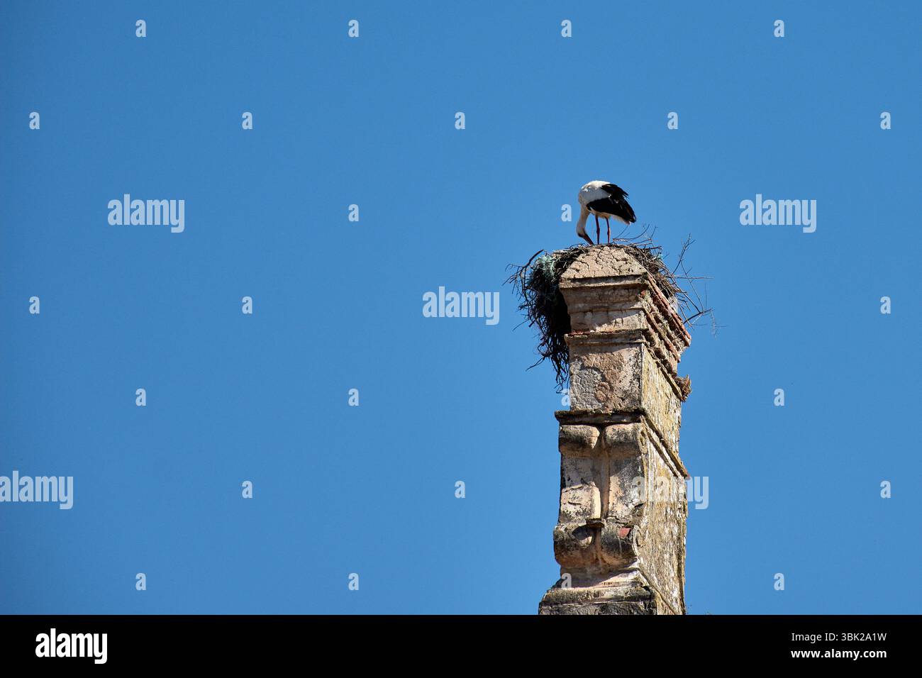 Una cicogna bianca si deposita nel suo nido voluminoso, strategicamente situato in cima a un'antica torre di pietra, probabilmente parte di un edificio storico a Trujillo. Foto Stock
