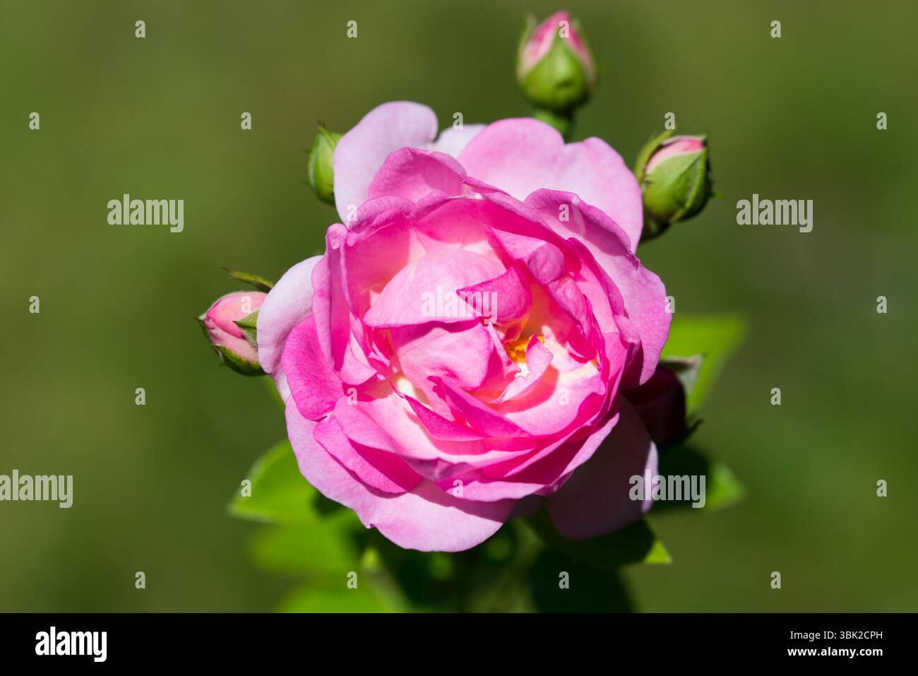 primo piano del fiore rosa rosa del giardino con focus selettivo Foto Stock