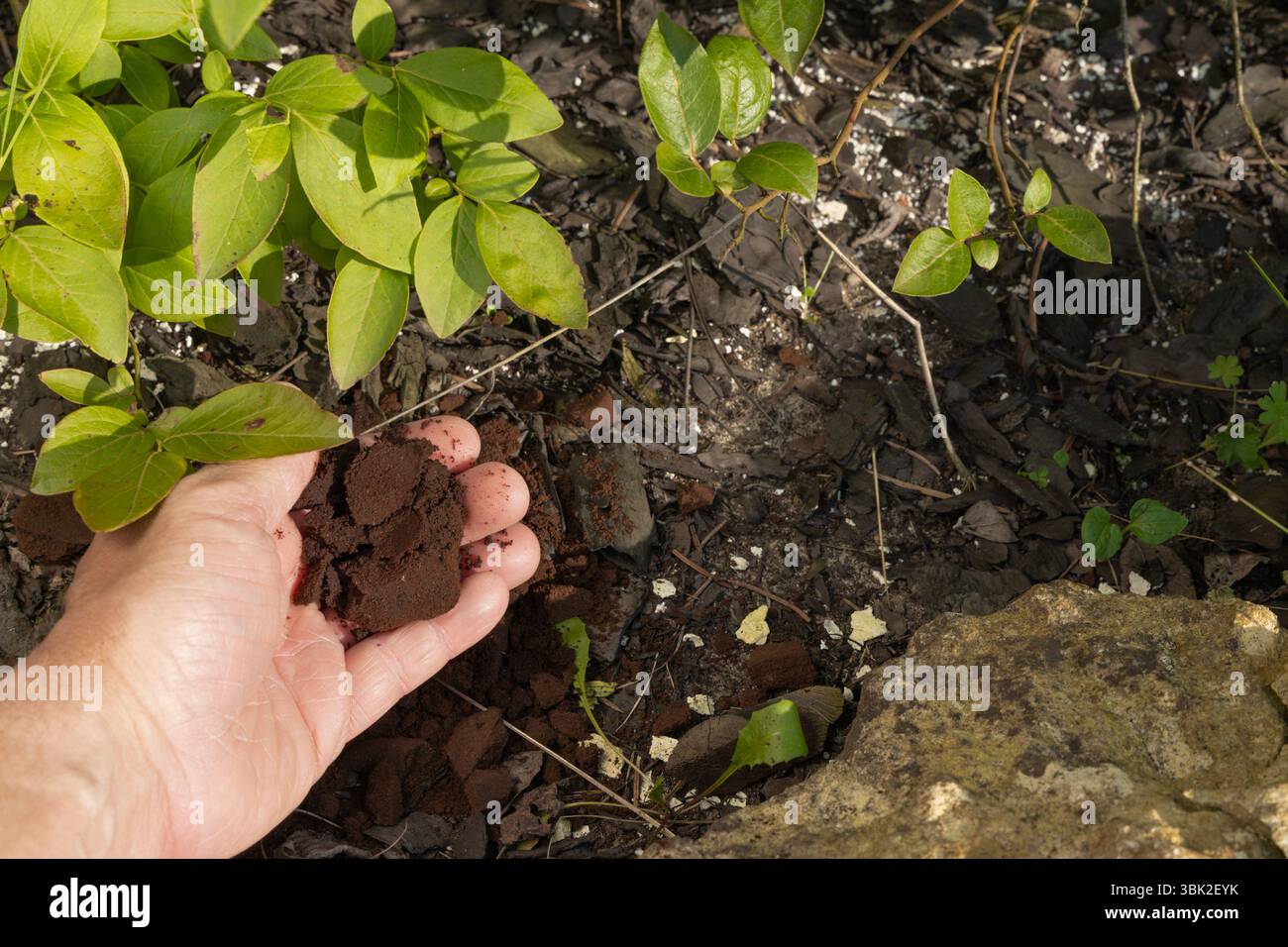 Fondi di caffè come fertilizzante vegetale, acidificazione del terreno sotto cespugli di mirtillo con fondi di caffè nero, fertilizzante vegetale nelle mani di una donna A. Foto Stock