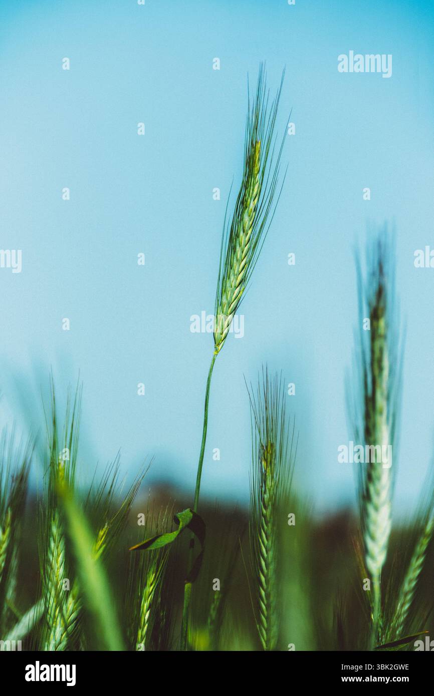 Gli alti gambi di grano si innalzano contro un cielo azzurro limpido, ondeggiando dolcemente nella calda brezza estiva. Foto Stock