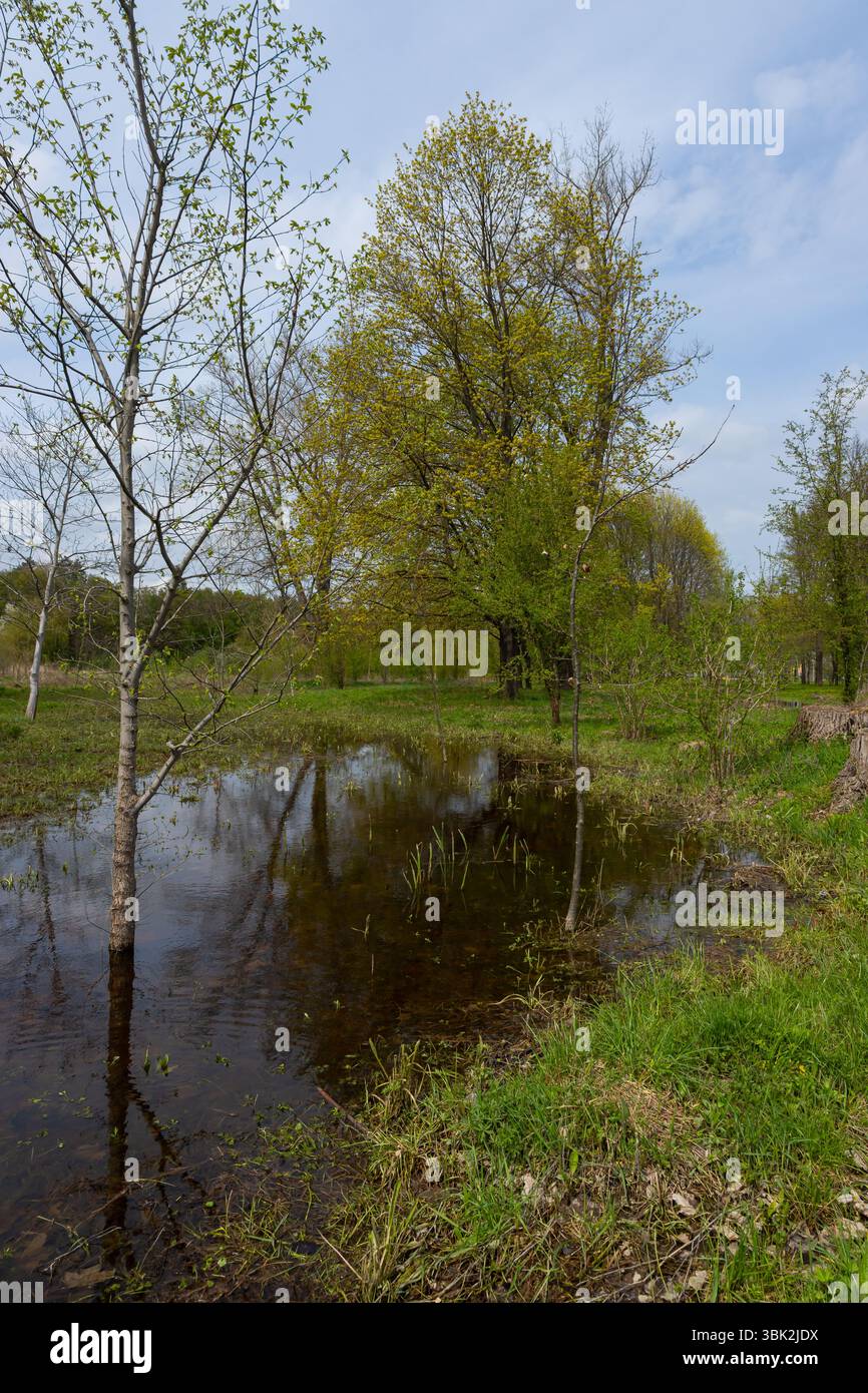 La primavera nell'oblast' di Ternopil presenta lussureggianti alberi verdi che si riflettono in tranquilli corpi idrici, creando un ambiente naturale sereno per la fauna selvatica e vi Foto Stock