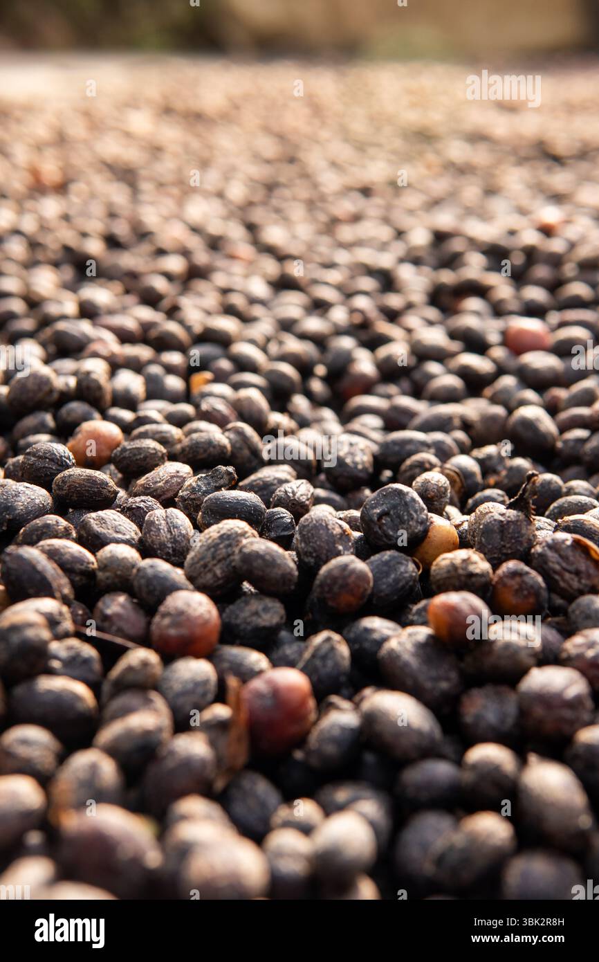 Primo piano di chicchi di caffè essiccati sotto la luce naturale del sole. Perfetto per i concetti di agricoltura, agricoltura, produzione di caffè e metodo di lavorazione biologico Foto Stock