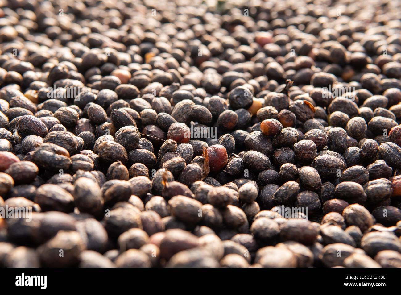 Primo piano di chicchi di caffè essiccati sotto la luce naturale del sole. Perfetto per i concetti di agricoltura, agricoltura, produzione di caffè e metodo di lavorazione biologico Foto Stock