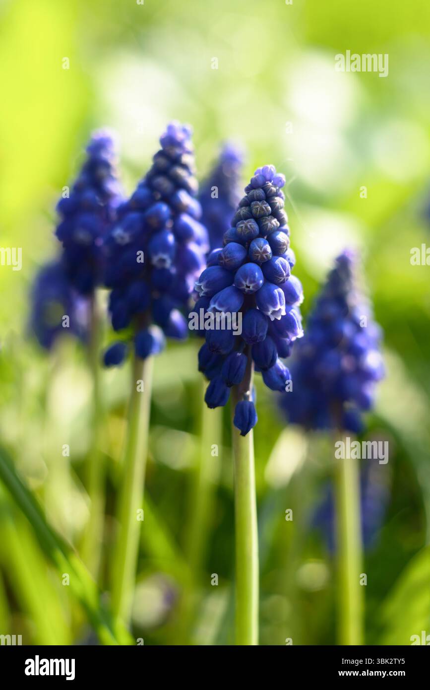 Piccoli fiori blu alla foto del primo piano primaverile Foto Stock