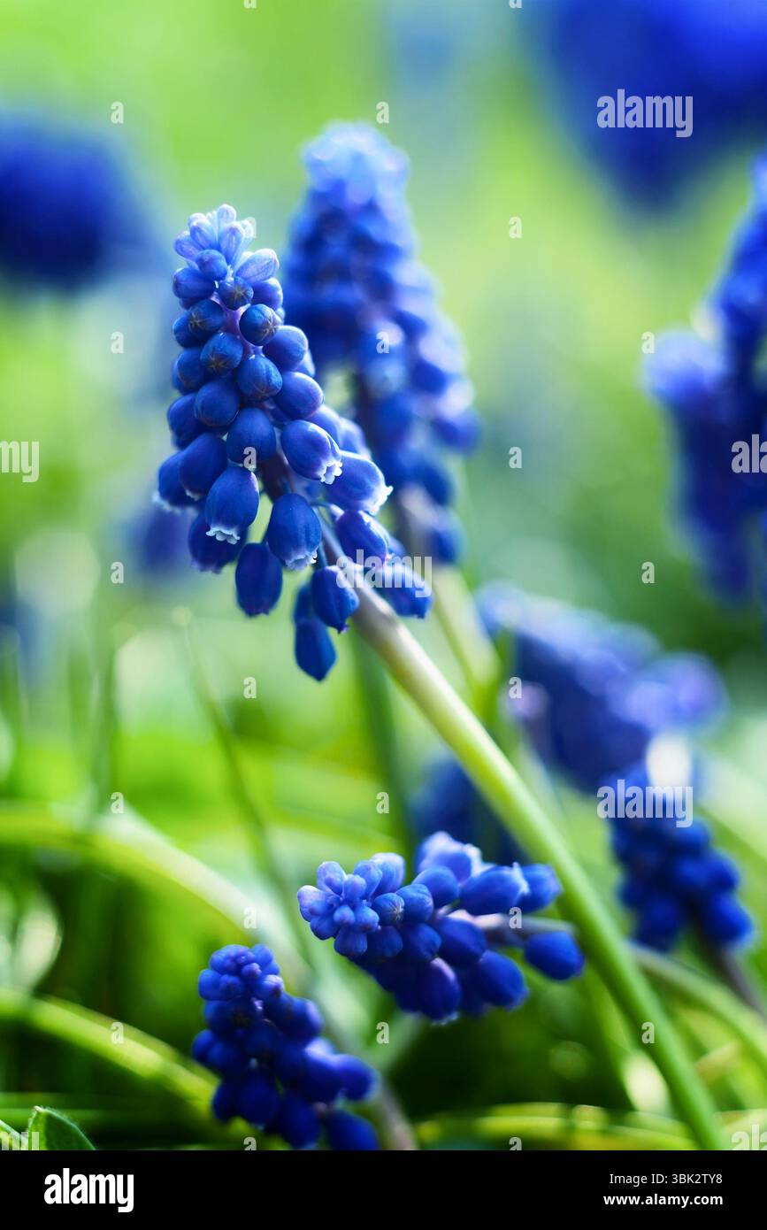 Piccoli fiori blu alla foto del primo piano primaverile Foto Stock