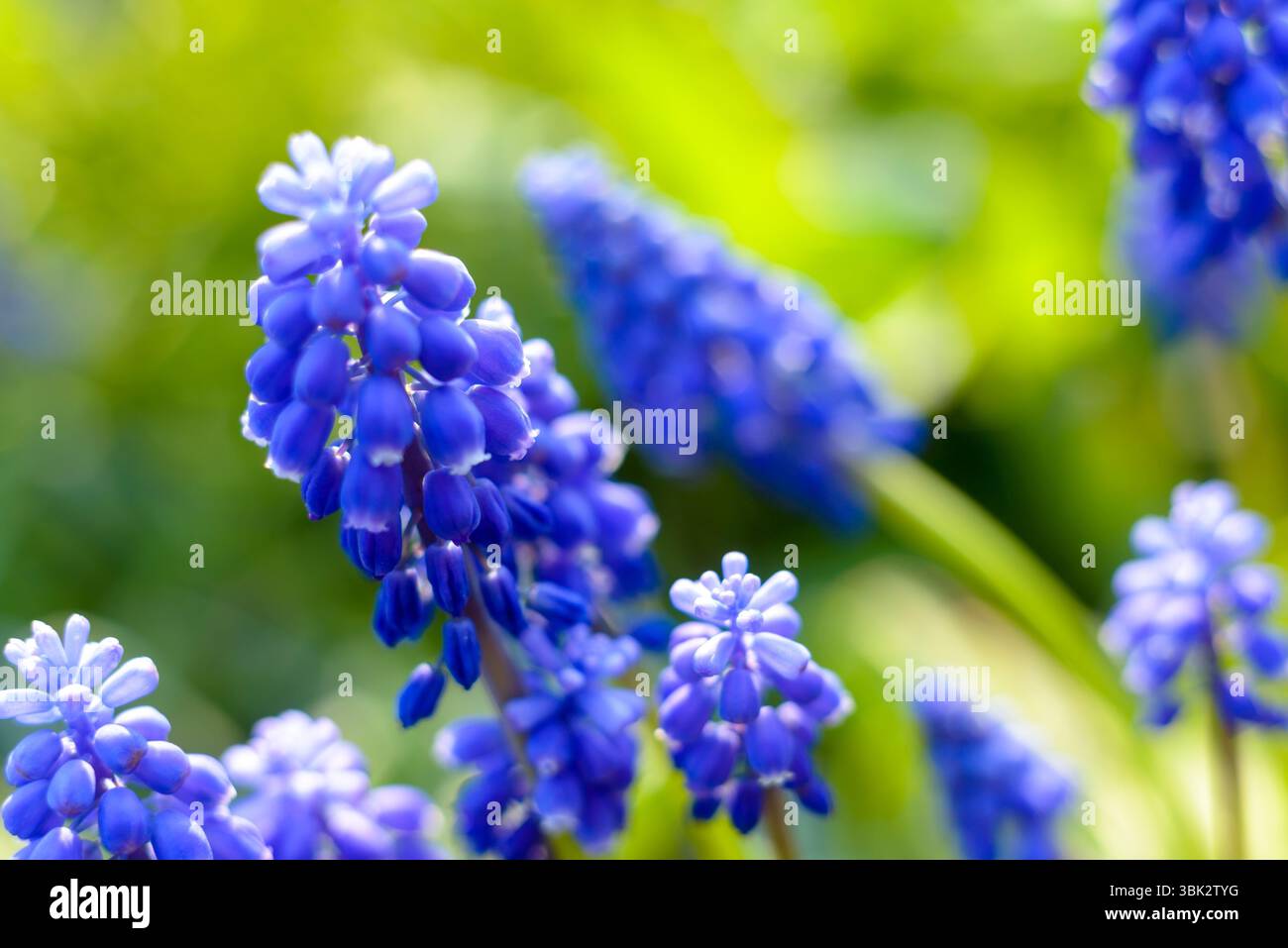 Piccoli fiori blu alla foto del primo piano primaverile Foto Stock