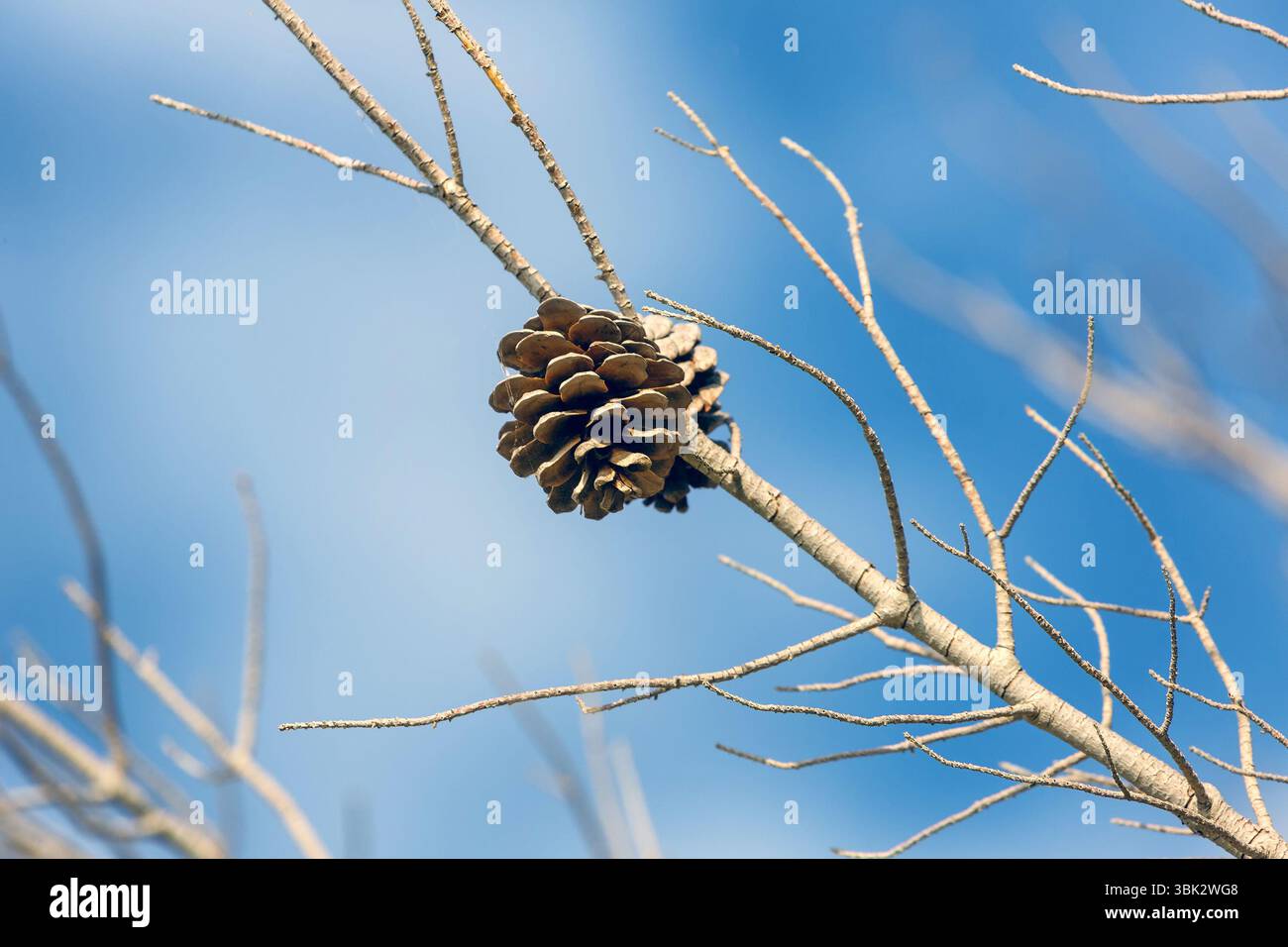 Foto ravvicinata del cono di pino con il cielo blu in inverno Foto Stock