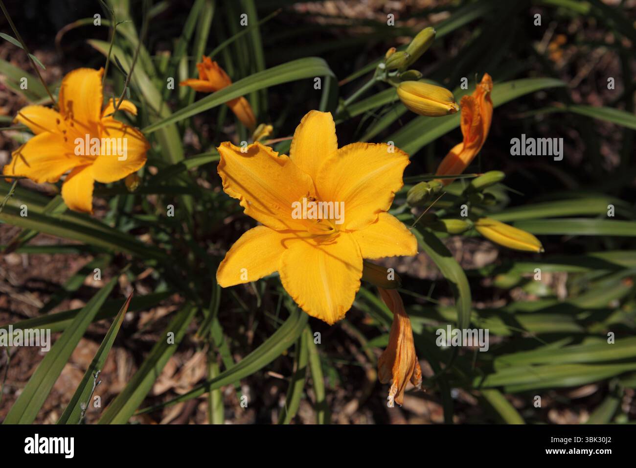 Giglio, giglio diurno o giglio fosso, Hemerocallis lililioasphodelus, pianta da fiore coltivata nel genere Hemerocallis, della famiglia Asphodelaceae. Foto Stock