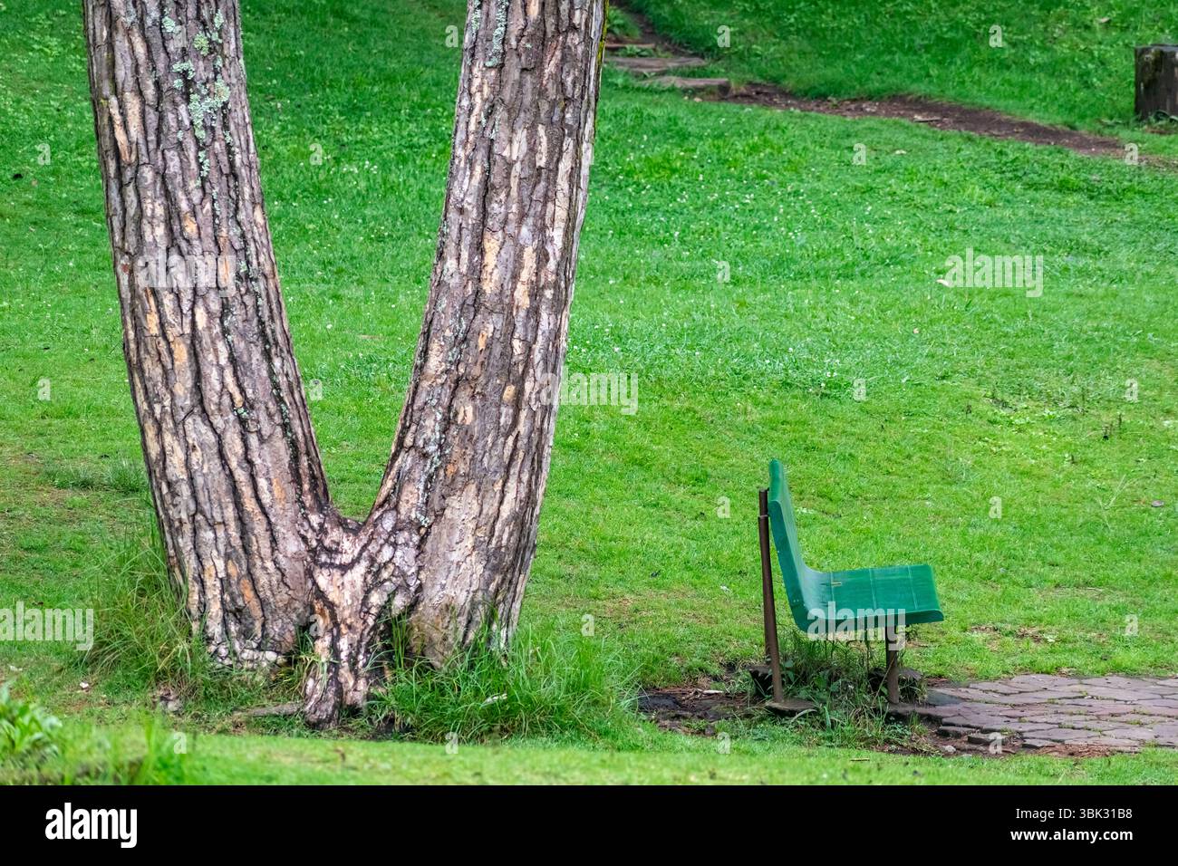 Un luogo tranquillo al Bryant Park di Kodaikanal, caratterizzato da un paesaggio verde vivace con una panchina posta sotto alberi maestosi. Foto Stock