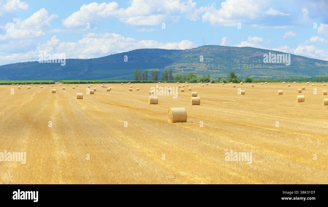 Bails fieno sul campo sotto il cielo blu Foto Stock