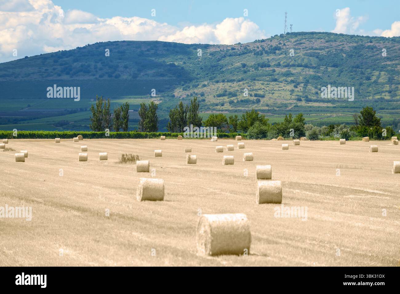 Bails fieno sul campo sotto il cielo blu Foto Stock