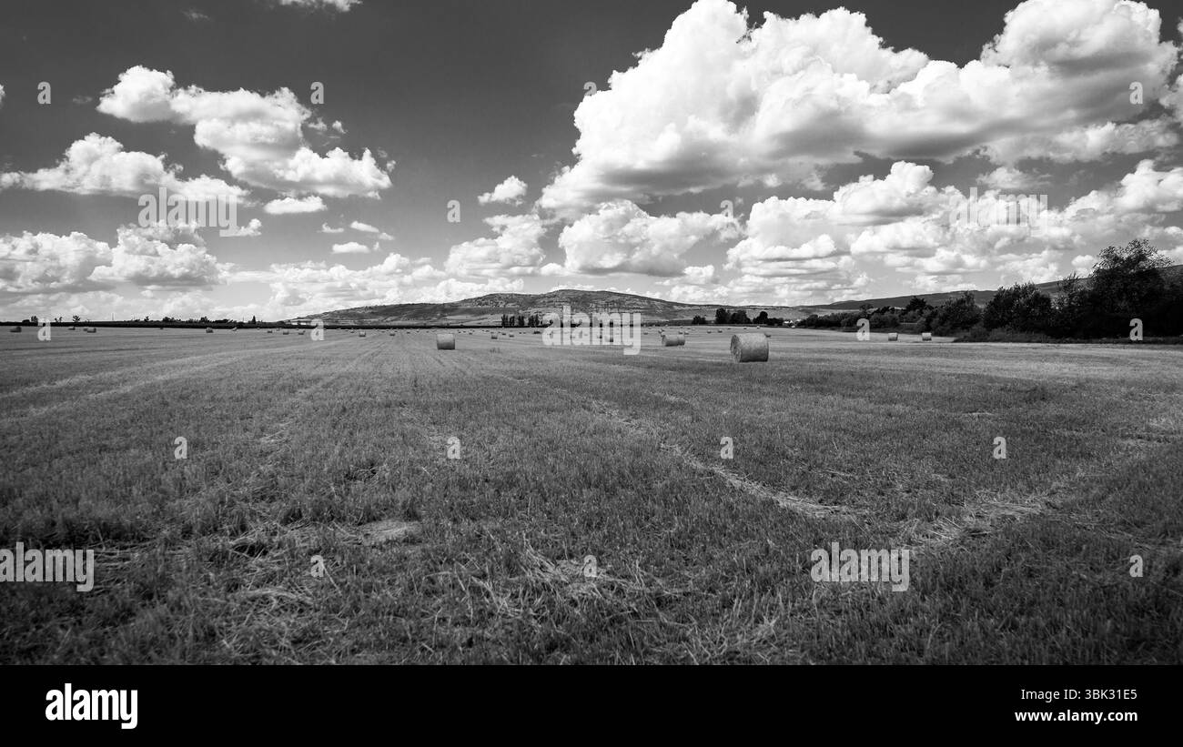 Bails fieno sul campo sotto il cielo blu Foto Stock