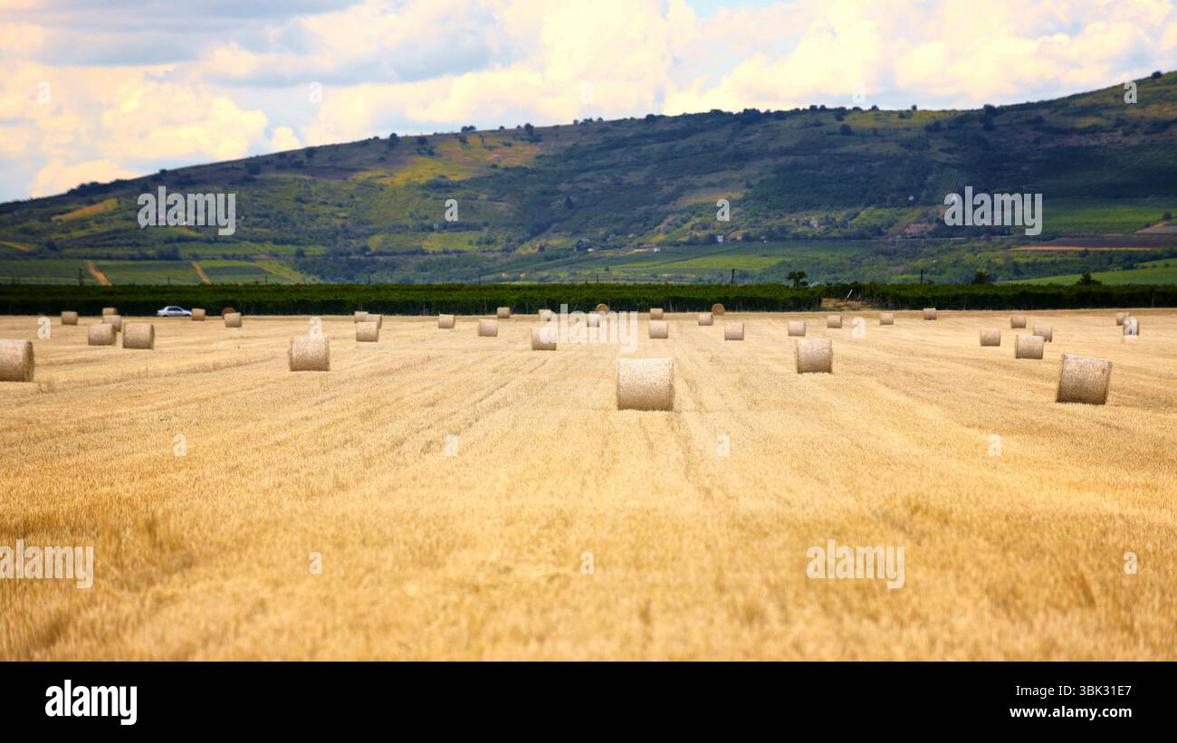 Bails fieno sul campo sotto il cielo blu Foto Stock