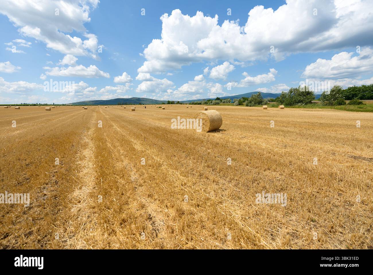 Bails fieno sul campo sotto il cielo blu Foto Stock