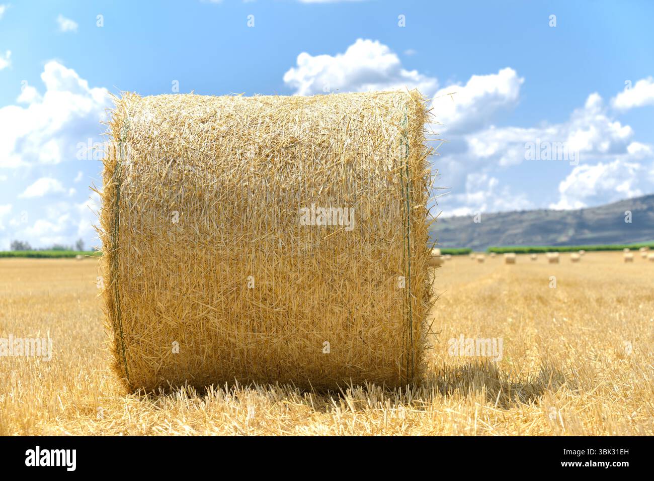 Bails fieno sul campo sotto il cielo blu Foto Stock