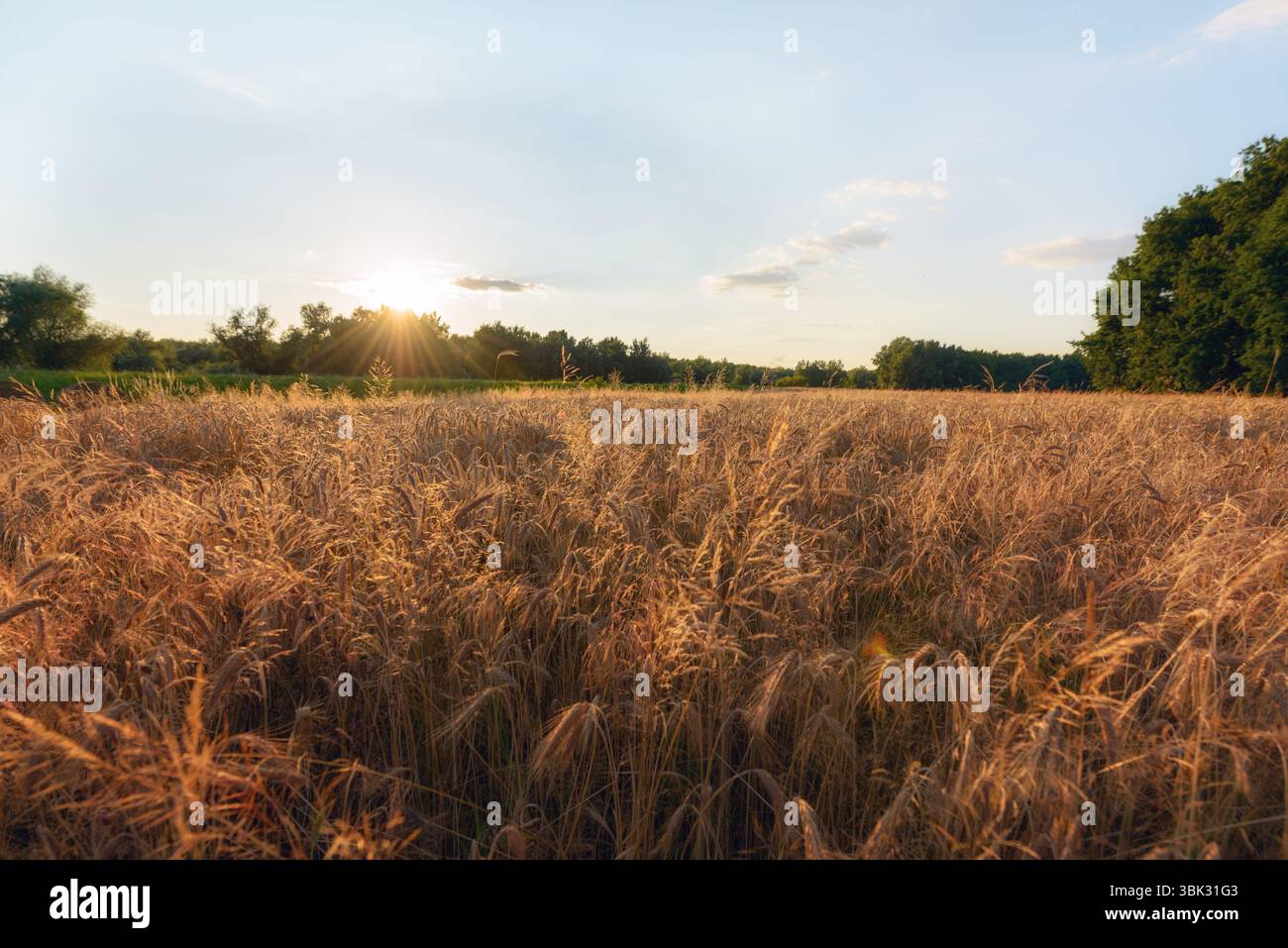 Grande campo agricolo con cereali al tramonto Foto Stock