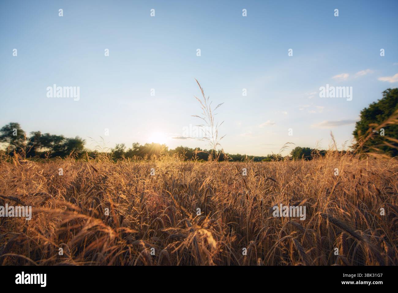 Grande campo agricolo con cereali al tramonto Foto Stock