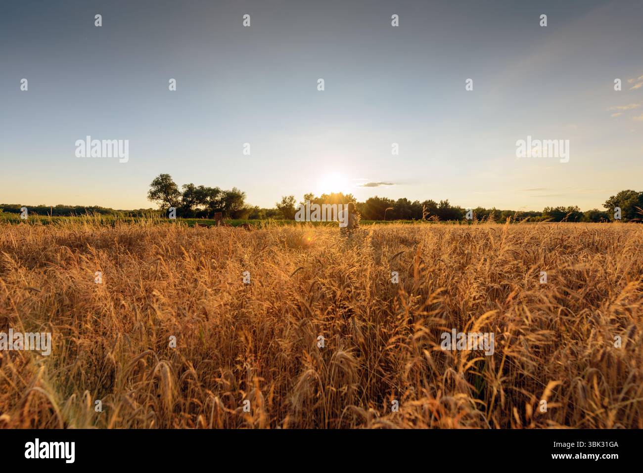 Grande campo agricolo con cereali al tramonto Foto Stock