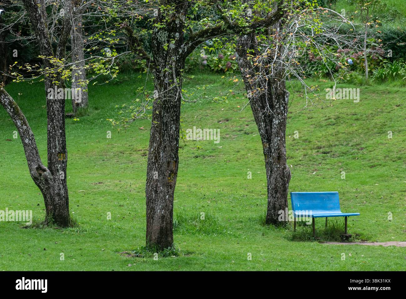 Un luogo tranquillo al Bryant Park di Kodaikanal, caratterizzato da un paesaggio verde vivace con una panchina posta sotto alberi maestosi. Foto Stock