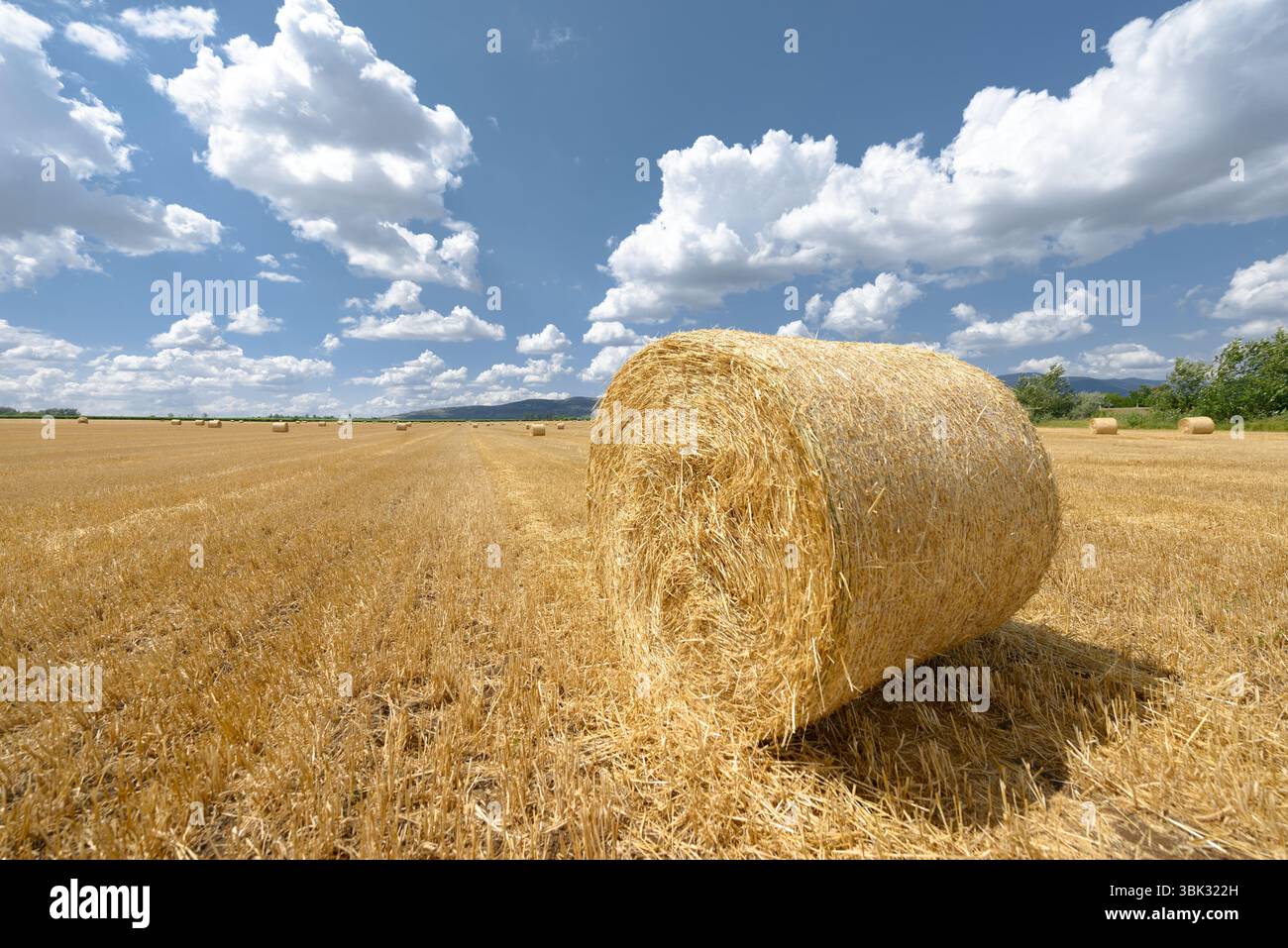 Bails fieno sul campo sotto il cielo blu Foto Stock