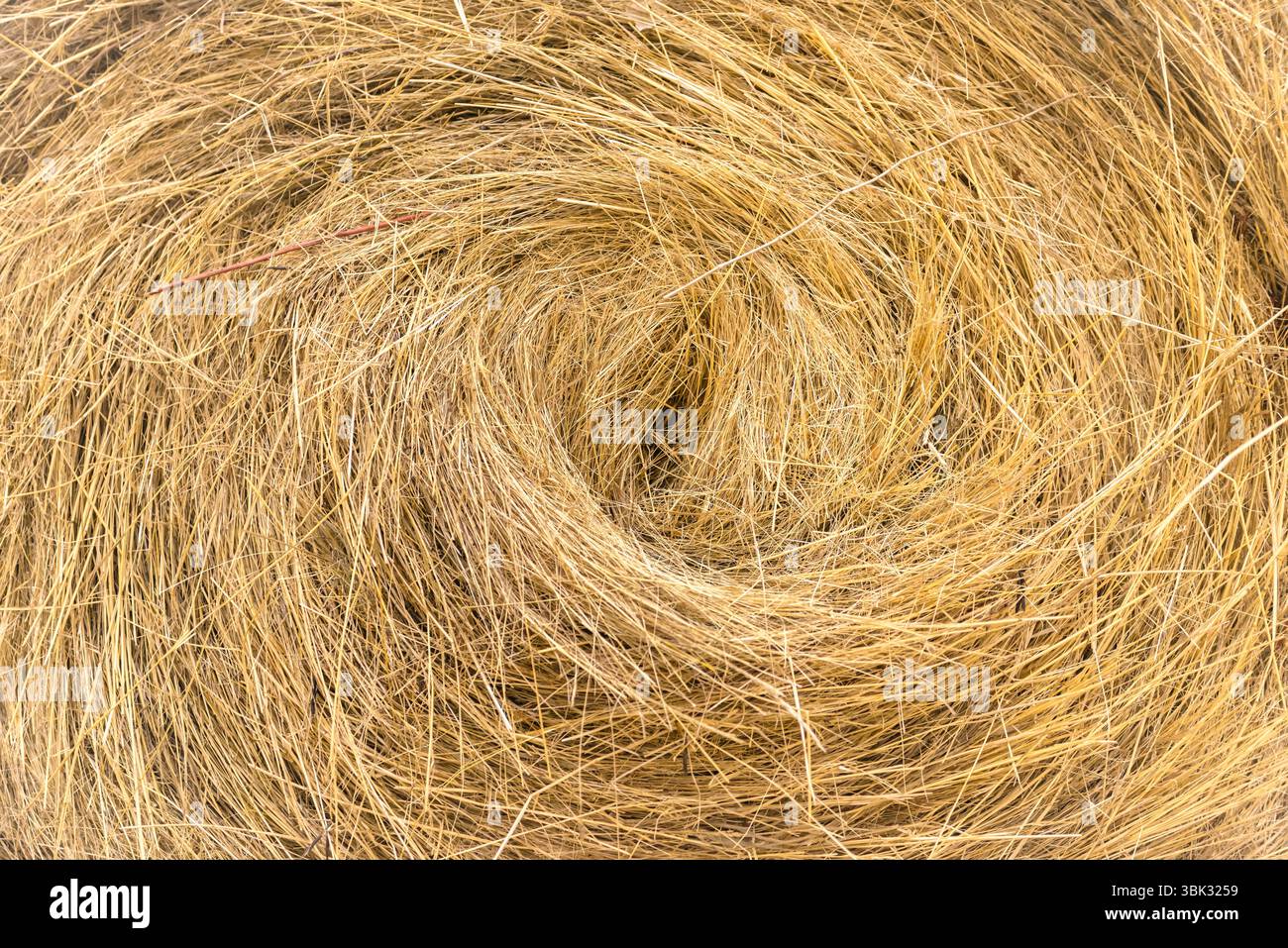 Bails fieno sul campo sotto il cielo blu Foto Stock