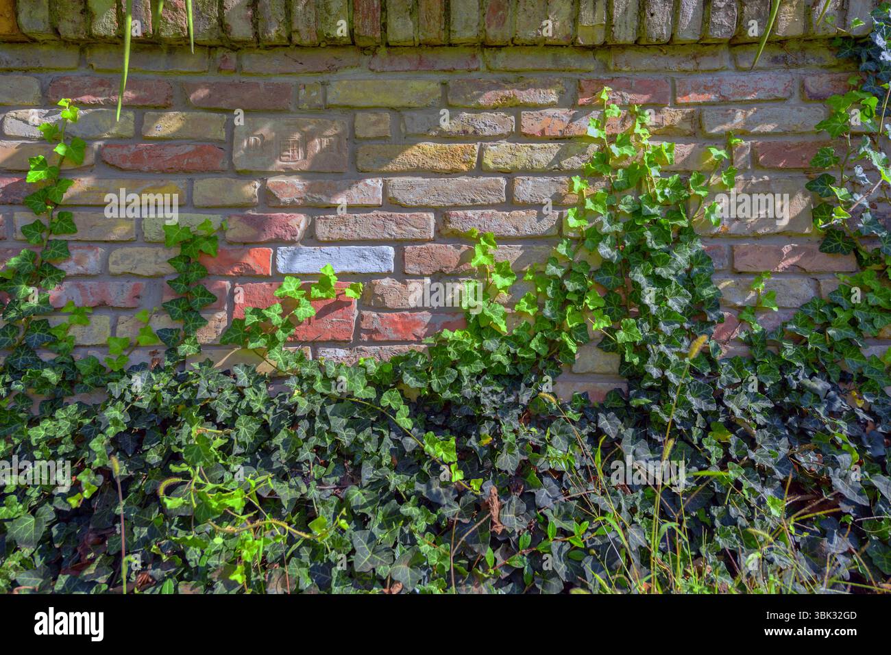 Foglie di fresco verde edera closeup photo Foto Stock