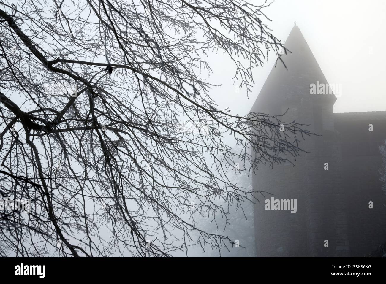 Sagoma dei rami d'albero in inverno nella nebbia. Concetto per basse temperature. Foto Stock