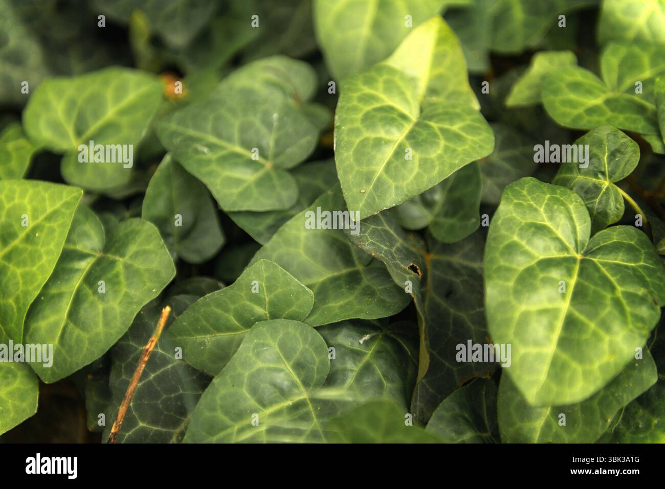 Foglie di fresco verde edera closeup photo Foto Stock