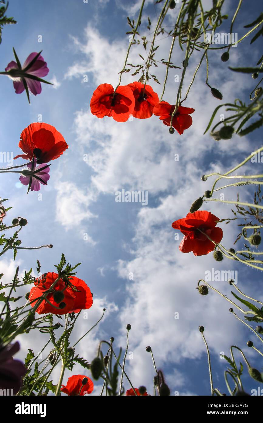 19.06.2025 Bialystok Polonia. Papaveri rossi contro il cielo e con le nuvole. Foto Stock