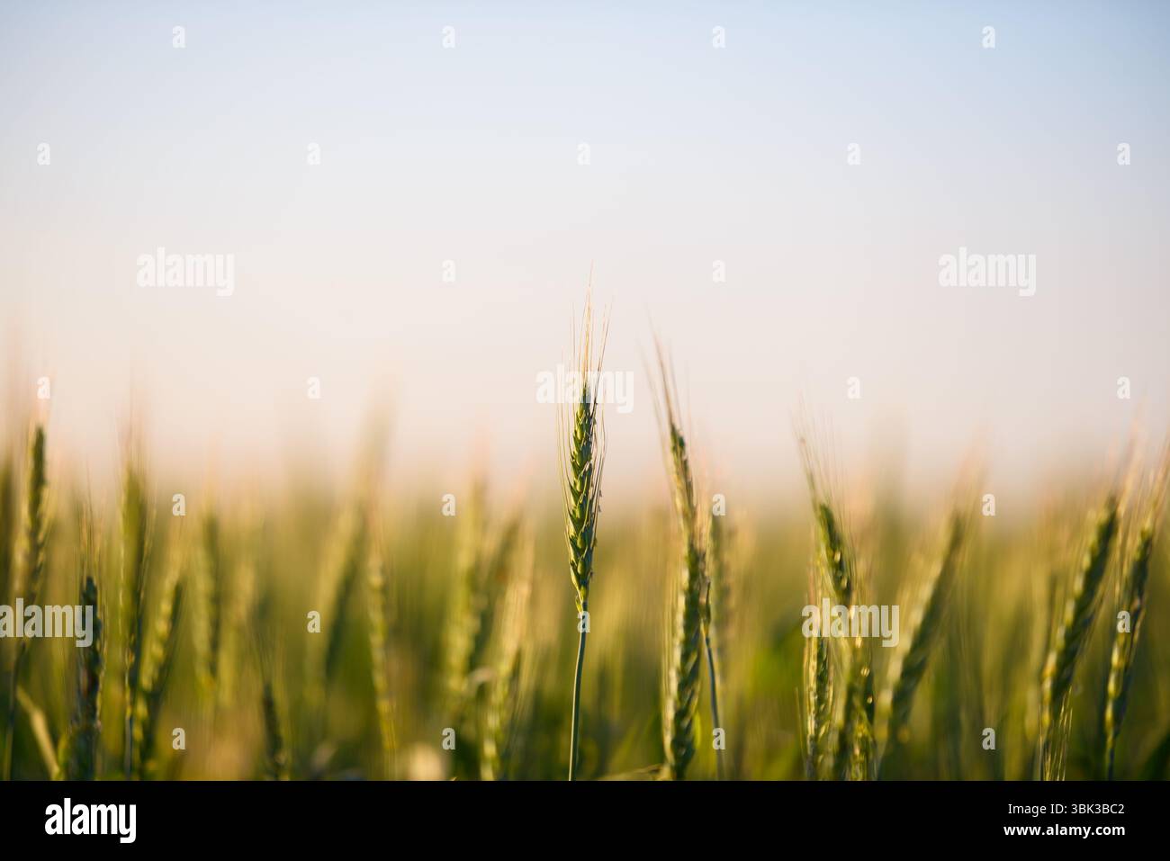 Foto ravvicinata di un po' di grano fresco all'aperto Foto Stock