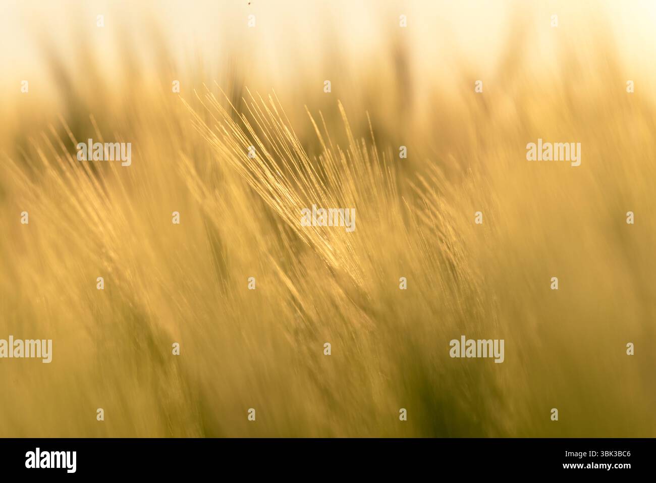 Grano secco closeup foto all'aperto a campagna Foto Stock