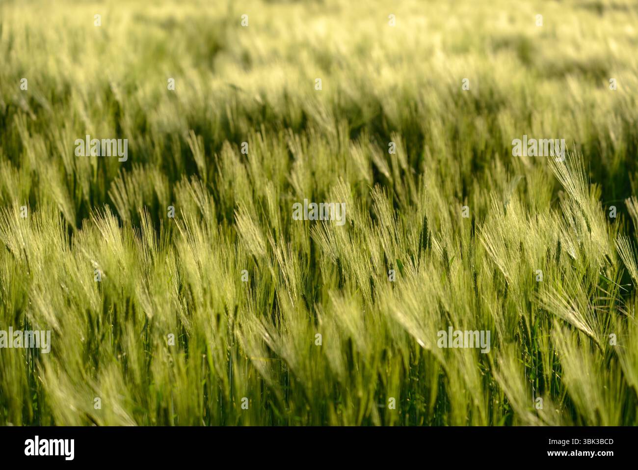 Foto ravvicinata di un po' di grano fresco all'aperto Foto Stock