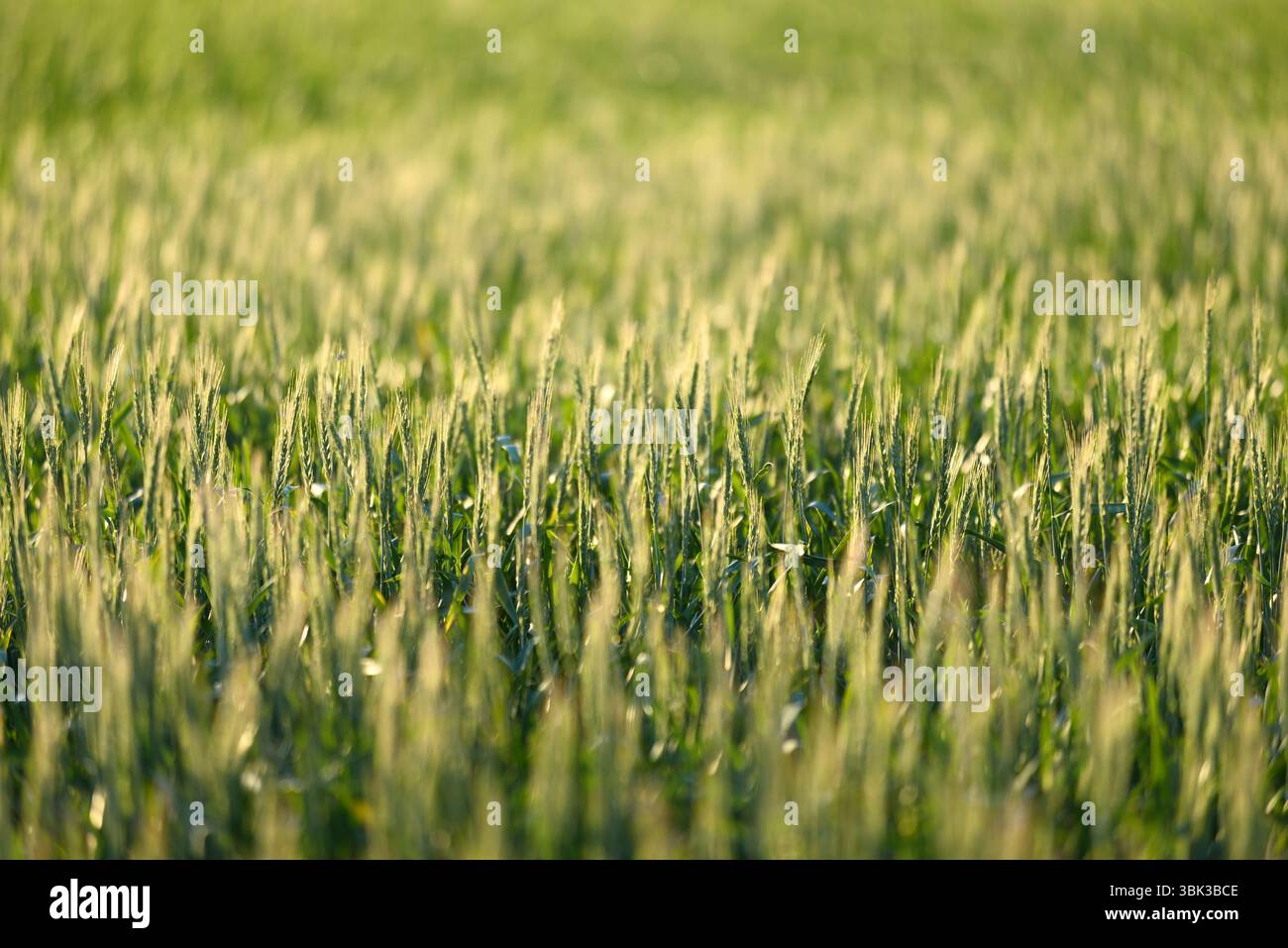 Foto ravvicinata di un po' di grano fresco all'aperto Foto Stock