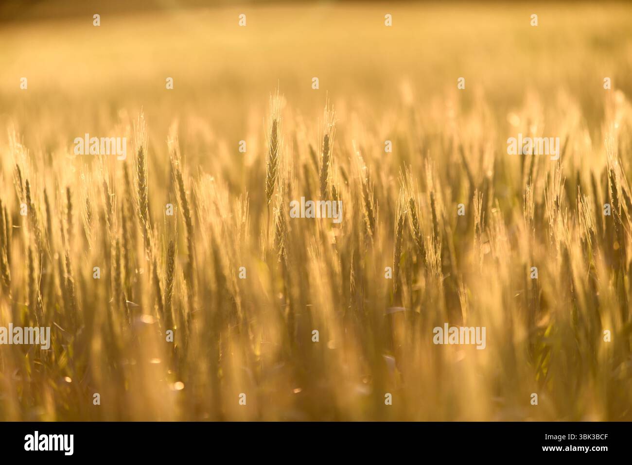 Foto ravvicinata di un po' di grano fresco all'aperto Foto Stock